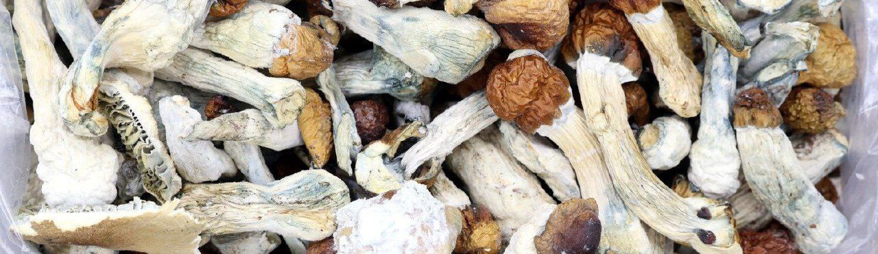 Dried Shrooms